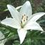 Yuri_white_lily