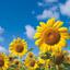 sunflower00527