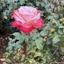 Smiles_2525