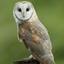BarnOwl