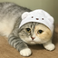 サバみけパパ