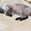 scrapingCat