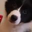 puppyhime4265