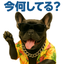 ペロとはやと