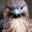 EagleMaru