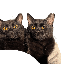 沖縄の黒猫