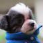 るい−愛犬愛猫をかわいくAIデザイン−