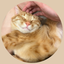 Ronicat