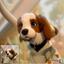 犬と猫【人事責任者】