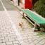 ねこSE