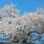 伴の桜