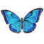 もるふぉ Morpho