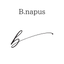 Bnapus ビーナーパス