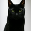 黒猫のぽん