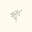 atelier gypsophila