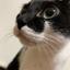 【医療系占い師】黒猫T