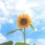 takeuchi_akechi
