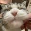 cattyy