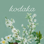 古高｜kodaka_33