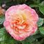 roseangela