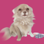 zizi♥