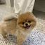 pomeraniaaan0120