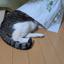 ひろおまき
