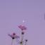♡AICO♡TAROT♡