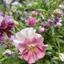 In My Garden