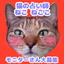 ねこねここ☆猫の占い師