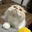 もふもふねこらぶ