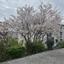 ハシミー