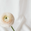 Ranunculus0321