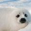 海の豹と書いてあざらし