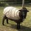 ewe_969