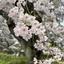 Alice_photo