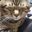 和猫  なごみねこ