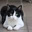 NOVCAT