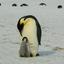 Emperor Penguin