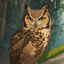 フクウロウ