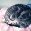 ChumeCat