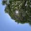 trees_design