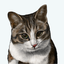 sasara_cats