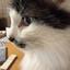 まめすけたぬきねこ
