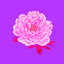 絵屋芍薬