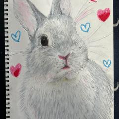 rabbit