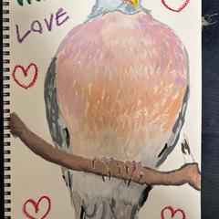 wood pigeon