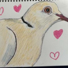 Dove
