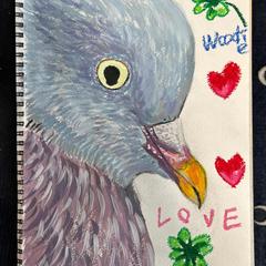 Wood  pigeon