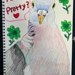 Wood  pigeon